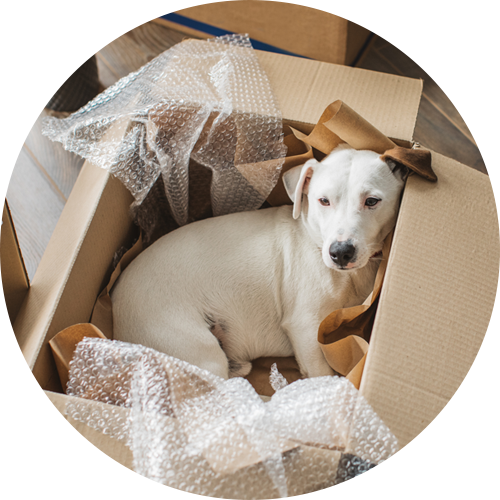 Cute dog resting inside empty moving boxes, awwww