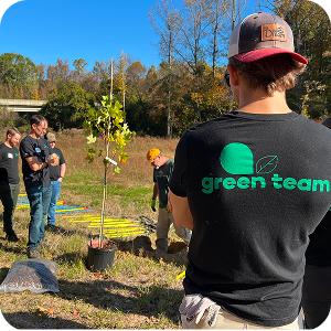 An Ally volunteer in a Green Team t-shirt watches as other Ally volunteers plant a tree.