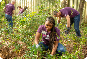 Four Ally volunteers plant trees in the woods on a sunny day.