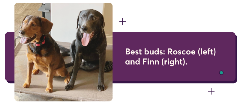 Best buds: Roscoe (left) and Finn (right).