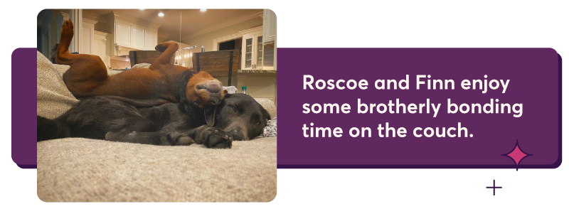 Roscoe and Finn enjoy some brotherly bonding time on the couch.