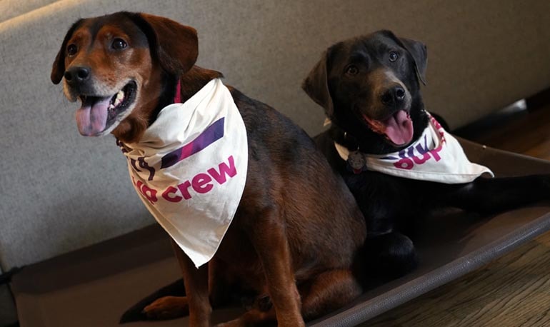 Alex Bowman’s dogs, Roscoe and Finn, sit on a couch wearing bandanas