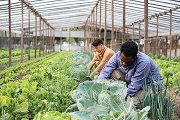 Two farmers working on their vegetable farm